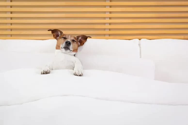 Ile kosztuje psi hotel? Sprawdź ceny i uniknij nieprzyjemnych niespodzianek